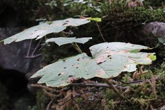 Oplopanax elatus
