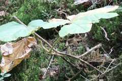 Oplopanax elatus