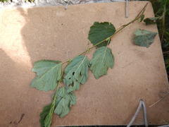 Alnus hirsuta