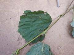 Alnus hirsuta