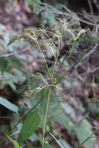 Korean meadowsweet (Filipendula glaberrima)