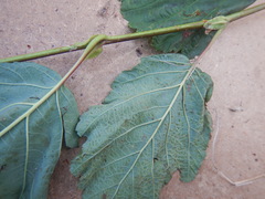 Alnus hirsuta