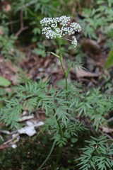 Ostericum maximowiczii