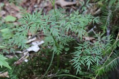 Ostericum maximowiczii