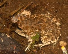 Tomopterna delalandii