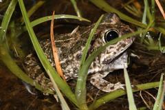 Tomopterna delalandii