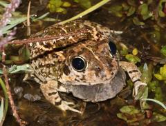 Tomopterna delalandii