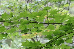 Acer ukurunduense