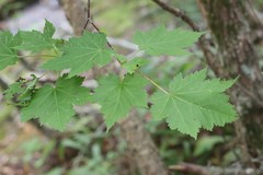 Acer ukurunduense