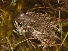 Tomopterna delalandii