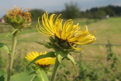 Inula racemosa