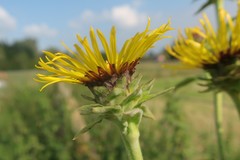 Inula racemosa