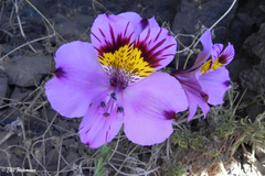 Alstroemeria philippii
