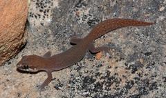 Pachydactylus geitje