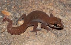 Pachydactylus geitje