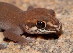 Pachydactylus geitje