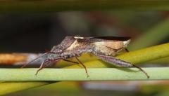 Mirperus jaculus