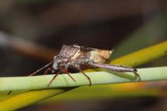 Mirperus jaculus
