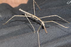Bacillidae