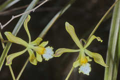 Encyclia papillosa