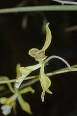 Encyclia papillosa