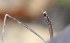 Bacillidae