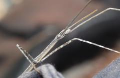 Bacillidae