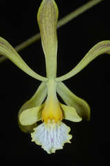 Encyclia papillosa