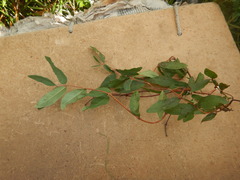 Lonicera caerulea edulis