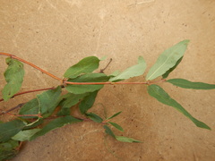 Lonicera caerulea edulis