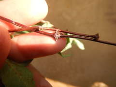 Lonicera caerulea edulis