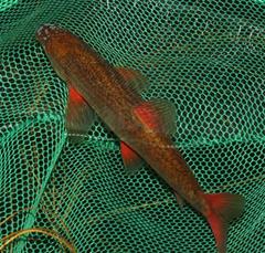 Pseudobarbus phlegethon