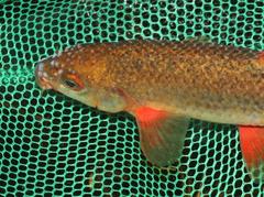 Pseudobarbus phlegethon