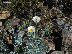 Argemone hunnemannii