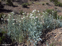 Argemone hunnemannii