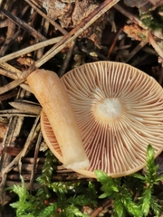Lactarius subdulcis