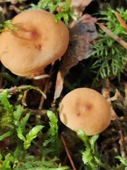 Lactarius subdulcis