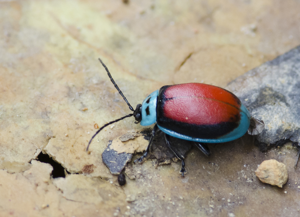 Aspicela scutata
