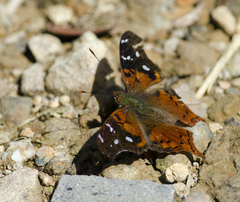 Hypanartia cinderella