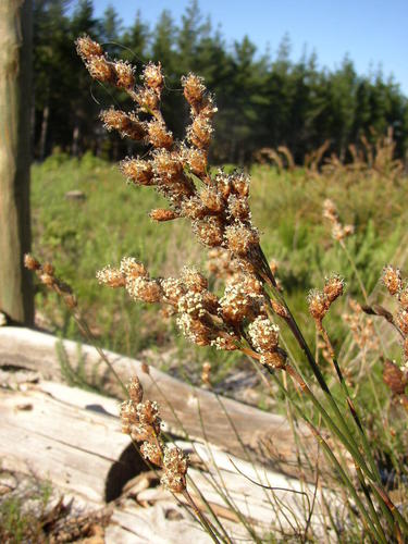 Restio bifurcus (Restio bifurcus)