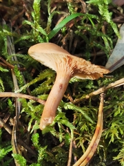 Lactarius subdulcis