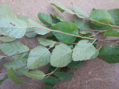 Betula fruticosa