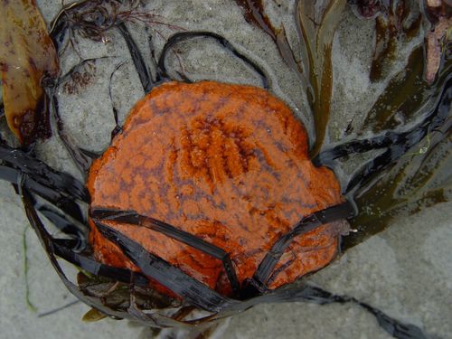 Chain Tunicate, photo 6 of 10