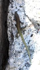 Australolacerta australis