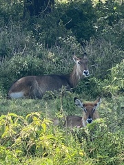 Kobus ellipsiprymnus defassa