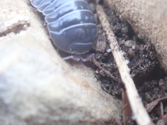 Armadillidium stagnoense