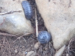 Armadillidium stagnoense