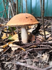 Leccinum albostipitatum