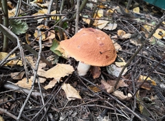 Leccinum albostipitatum