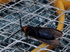 Cisseps fulvicollis